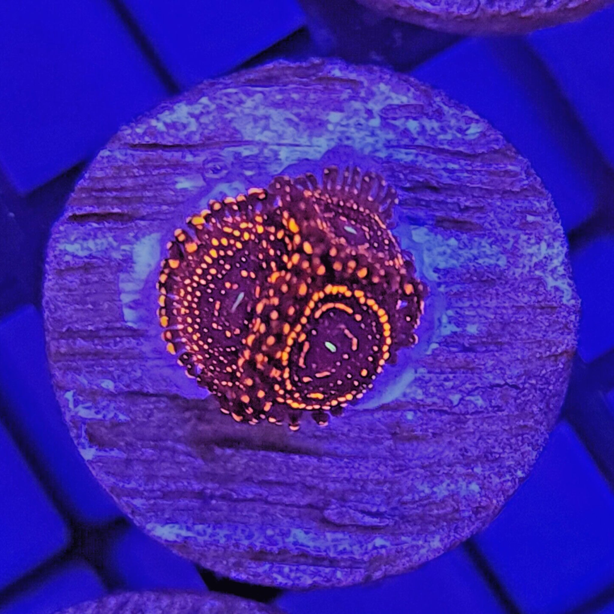 Darth Maul Zoanthids