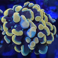 Gold Hammer 2 Head - Aquacultured LPS Coral | AJ's Aquariums