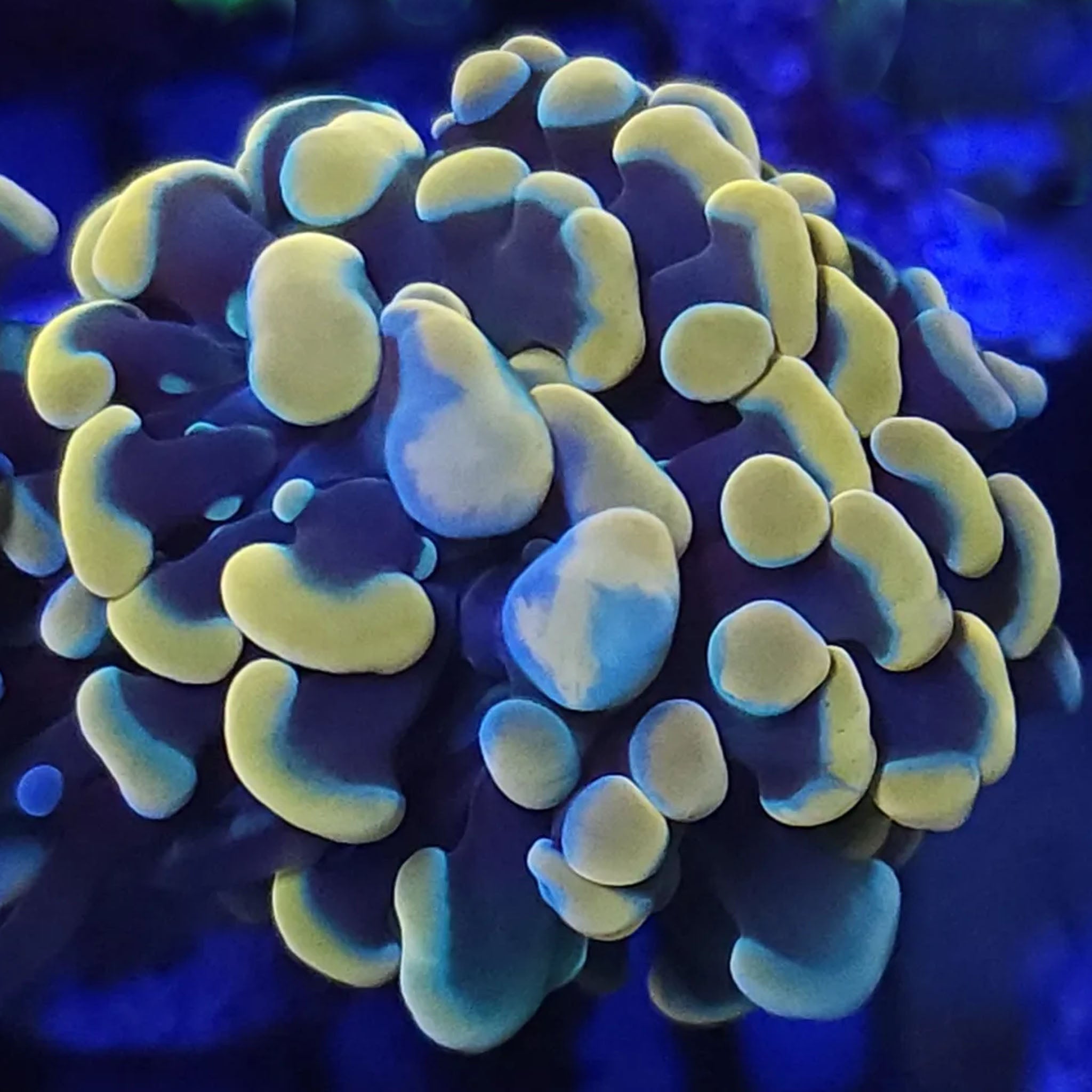 Gold Hammer 2 Head - Aquacultured LPS Coral | AJ's Aquariums
