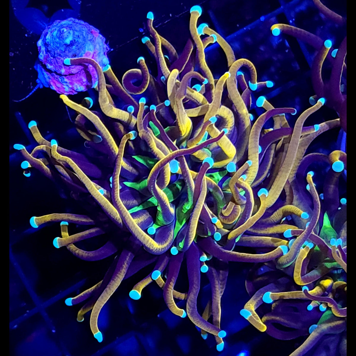 Indo Gold Torch - Aquacultured LPS Coral | AJ's Aquariums