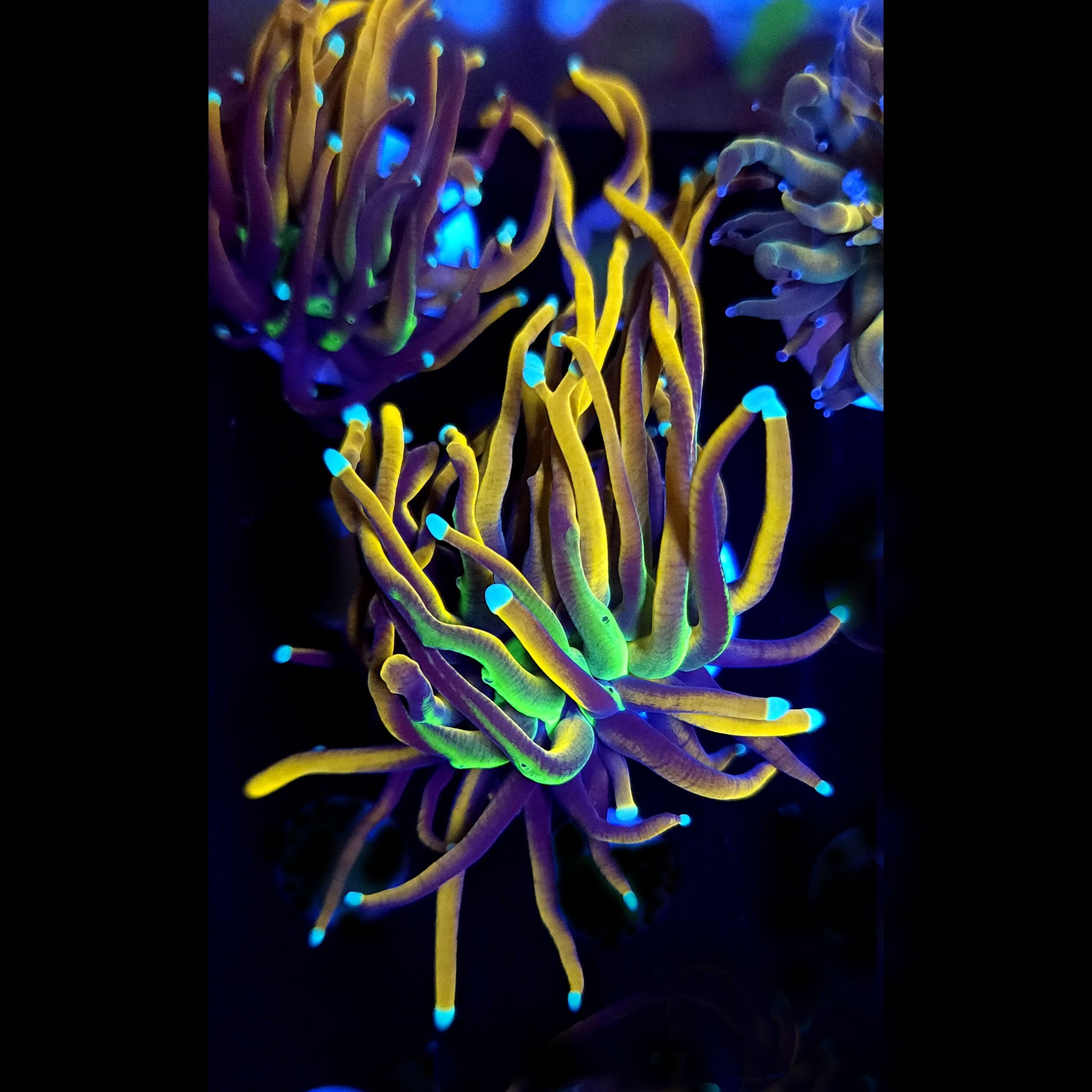 Indo Gold Torch