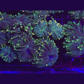 Indo Green Torch - Aquacultured LPS Coral | AJ's Aquariums