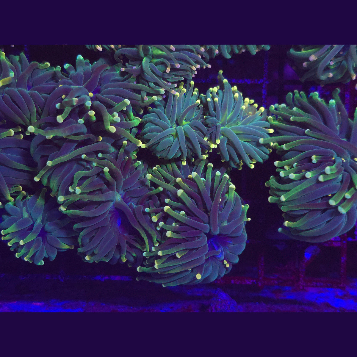 Indo Green Torch - Aquacultured LPS Coral | AJ's Aquariums