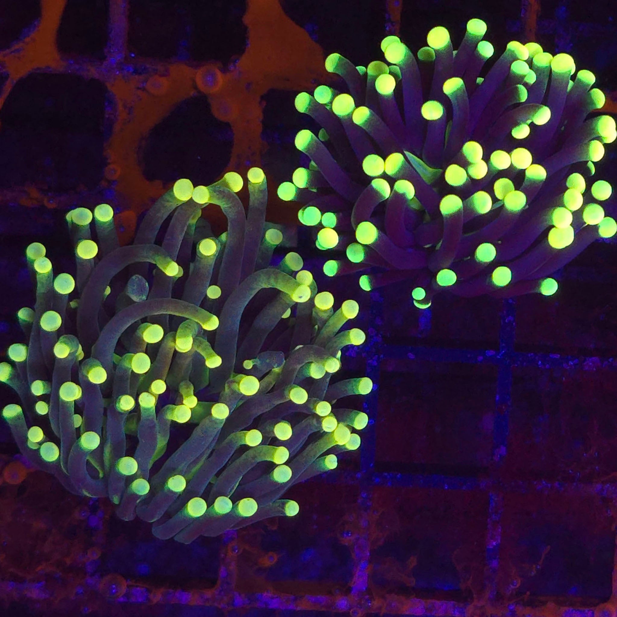 Green Tip Torch