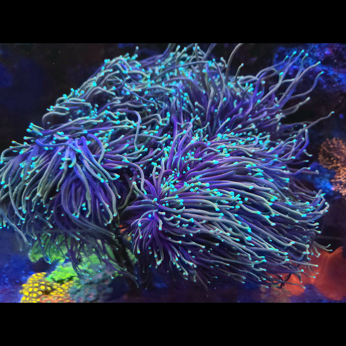 Indo Hellfire Torch - Aquacultured LPS Coral | AJ's Aquariums