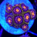 JF Ass Monkey Zoanthids - Aquacultured Softie Coral | AJ's Aquariums