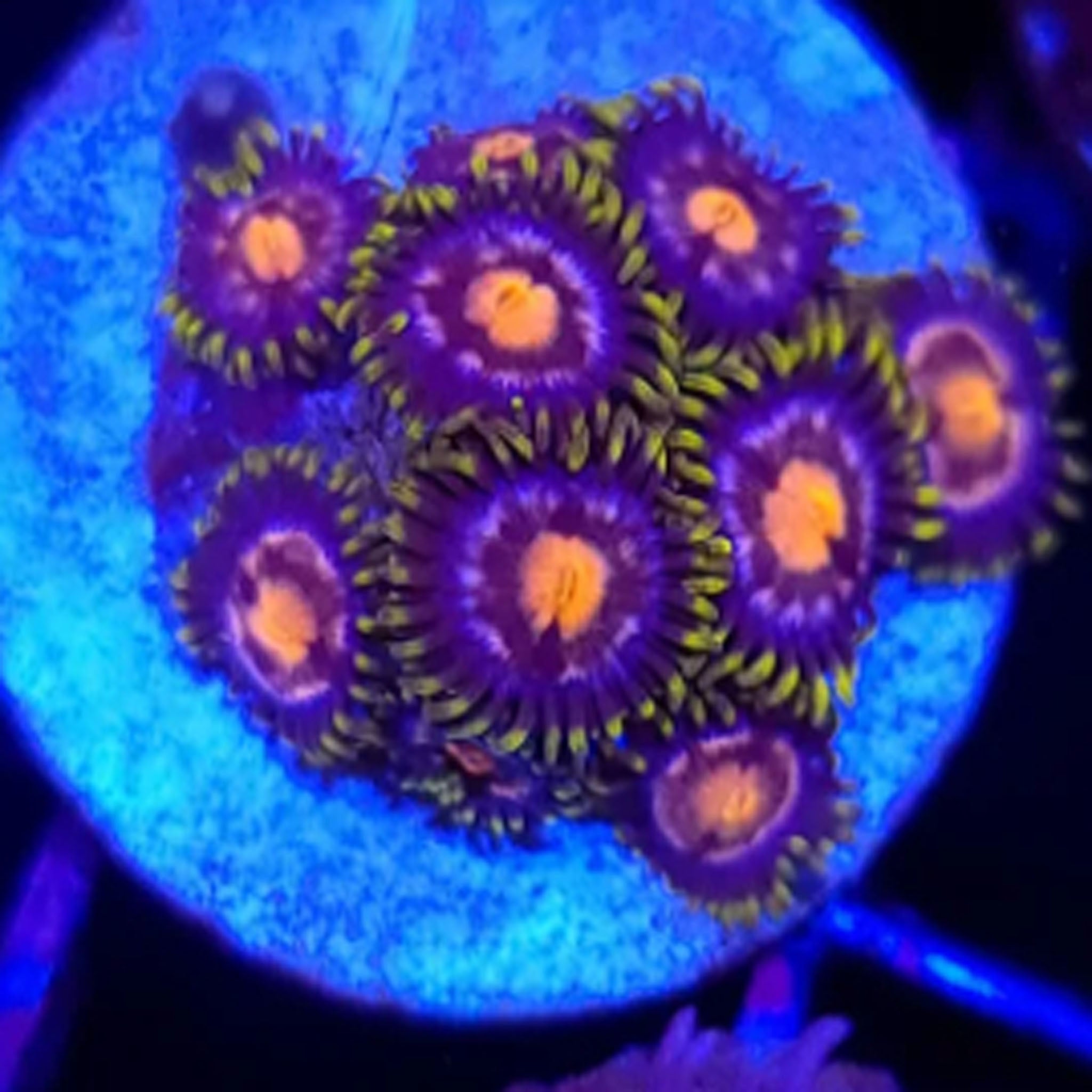 JF Ass Monkey Zoanthids - Aquacultured Softie Coral | AJ's Aquariums