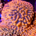 JF Brain Freeze Montipora - Aquacultured SPS Coral | AJ's Aquariums