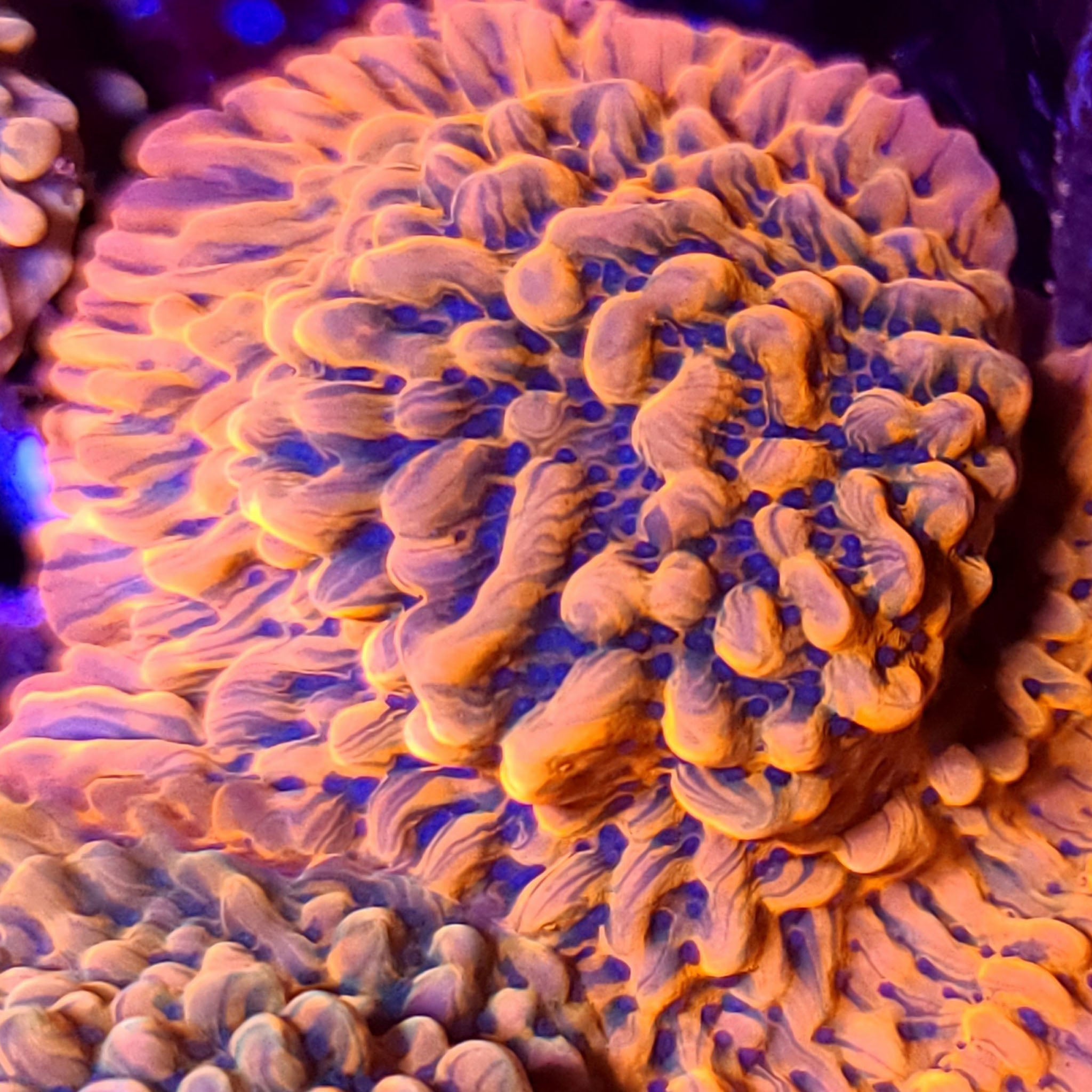 JF Brain Freeze Montipora - Aquacultured SPS Coral | AJ's Aquariums