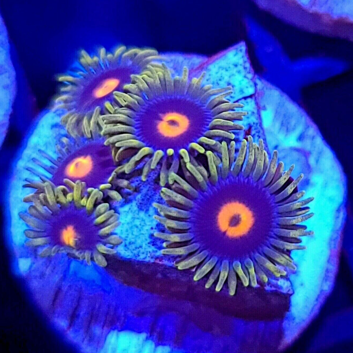 JF Creepy Eye Zoanthids - Aquacultured Softie Coral | AJ's Aquariums