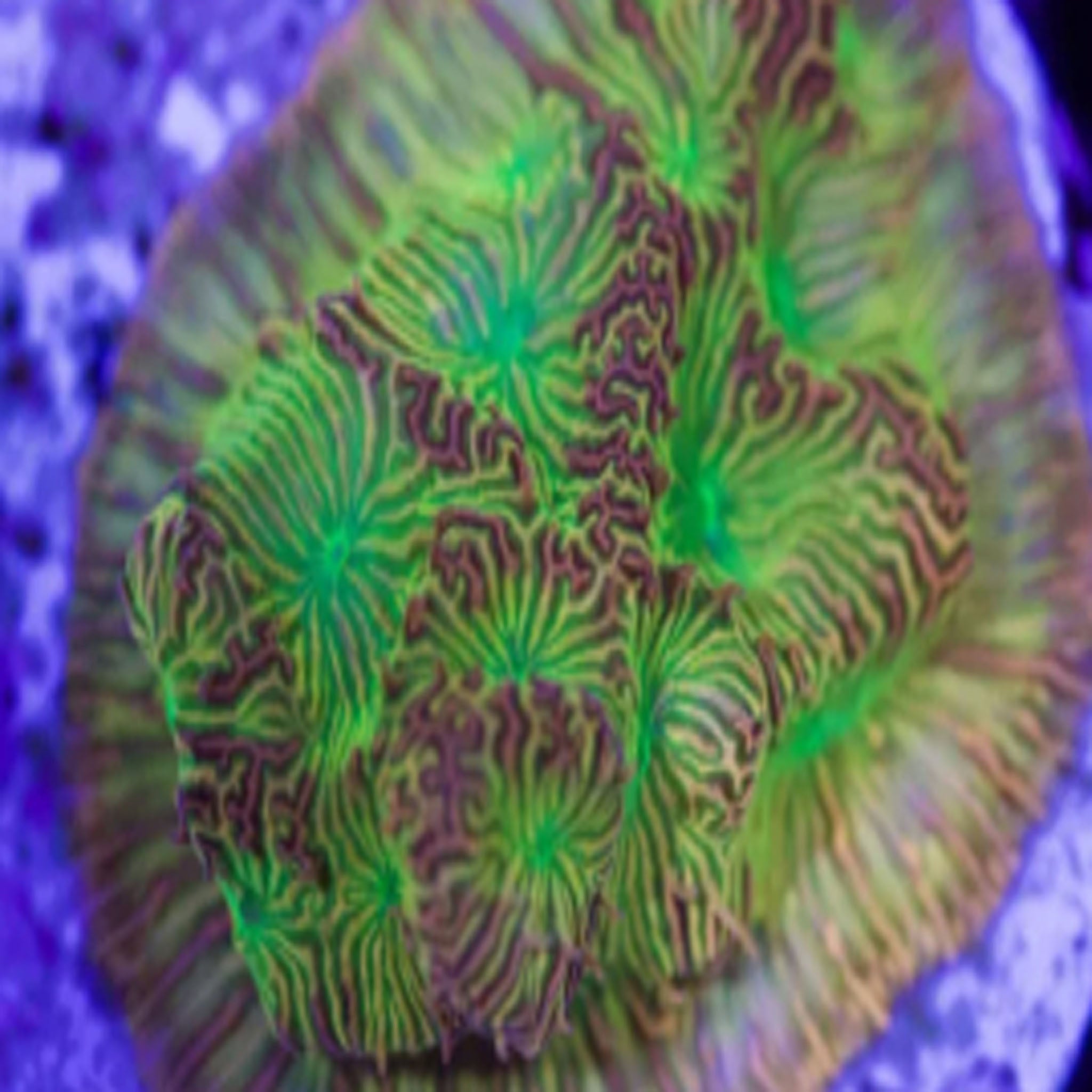 JF Lethal Leptoseris - Aquacultured LPS Coral | AJ's Aquariums