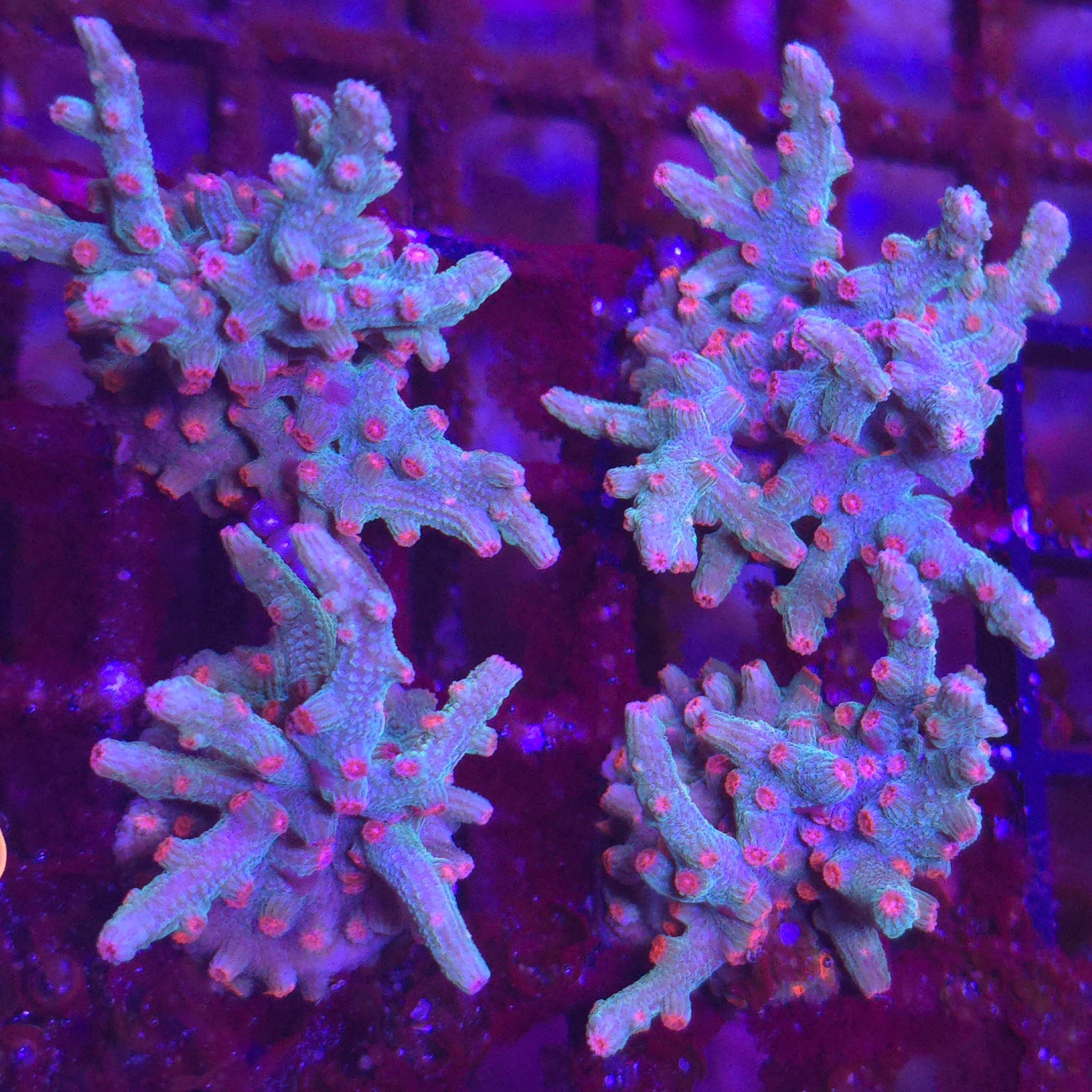 JF Lipstick Branching Cyphastrea - Aquacultured LPS Coral | AJ's Aquariums