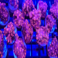 JF Pink Branching Cyphastrea - Aquacultured LPS Coral | AJ's Aquariums