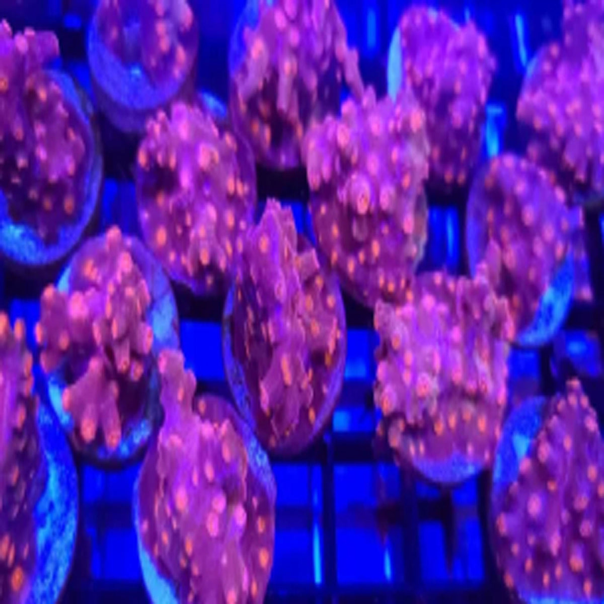 JF Pink Branching Cyphastrea - Aquacultured LPS Coral | AJ's Aquariums