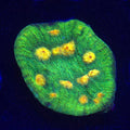 JF Rampage Chalice WYSIWYG - Aquacultured LPS Coral | AJ's Aquariums