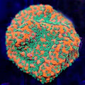 RR Tropic Thunder Montipora - Aquacultured SPS Coral | AJ's Aquariums