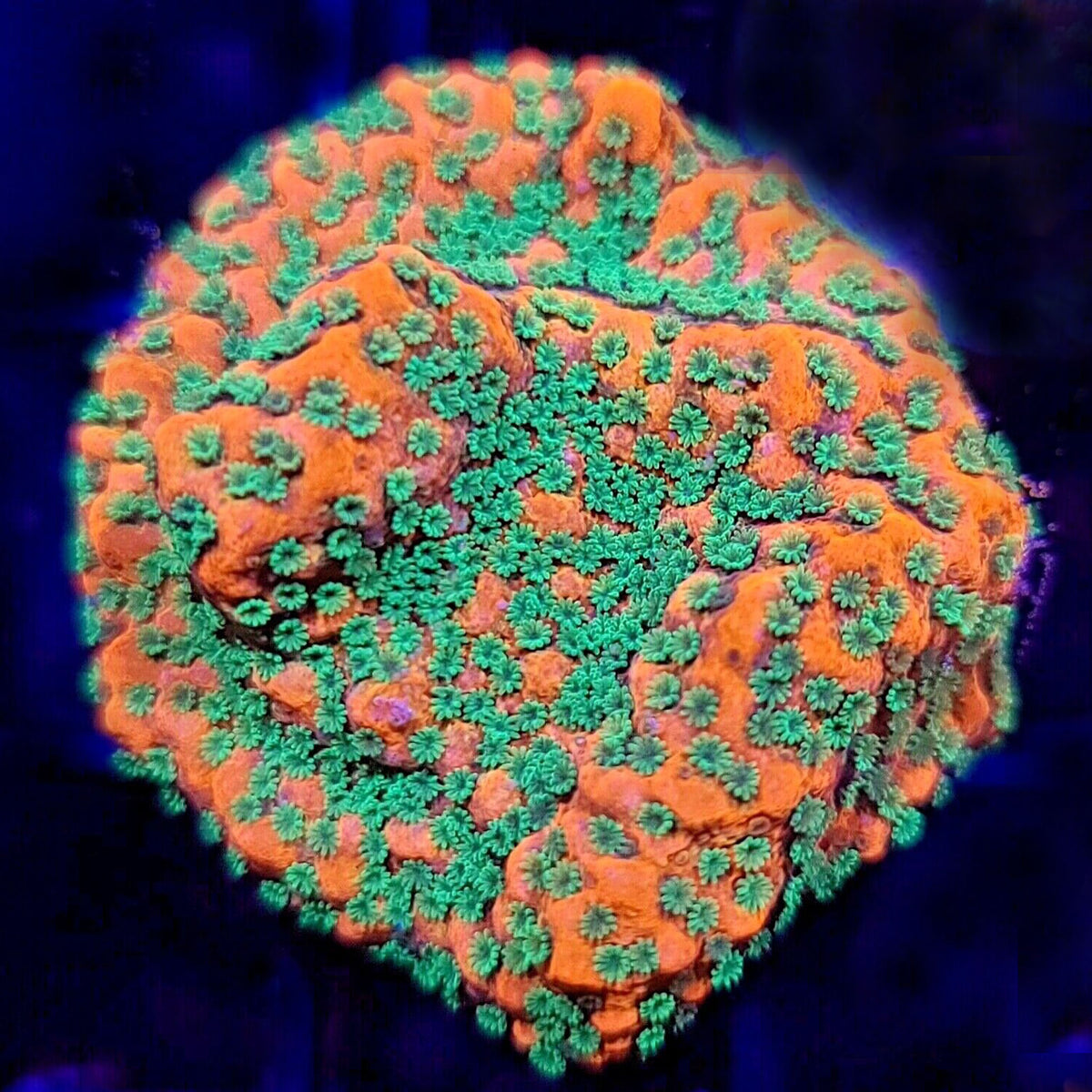 RR Tropic Thunder Montipora - Aquacultured SPS Coral | AJ's Aquariums