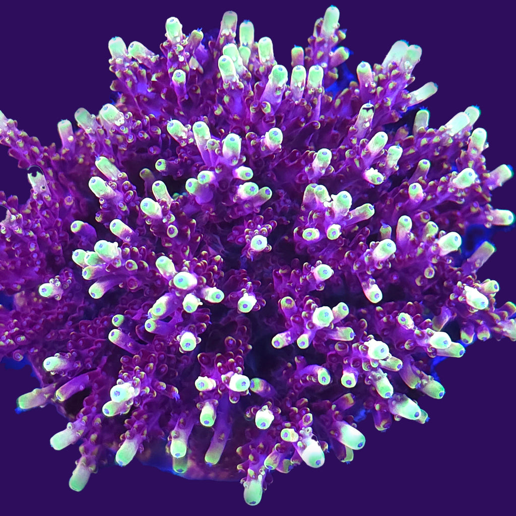 JF Fox Flame Acropora - Aquacultured SPS Coral | AJ's Aquariums