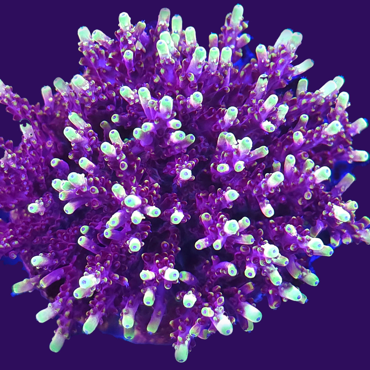 JF Fox Flame Acropora - Aquacultured SPS Coral | AJ's Aquariums