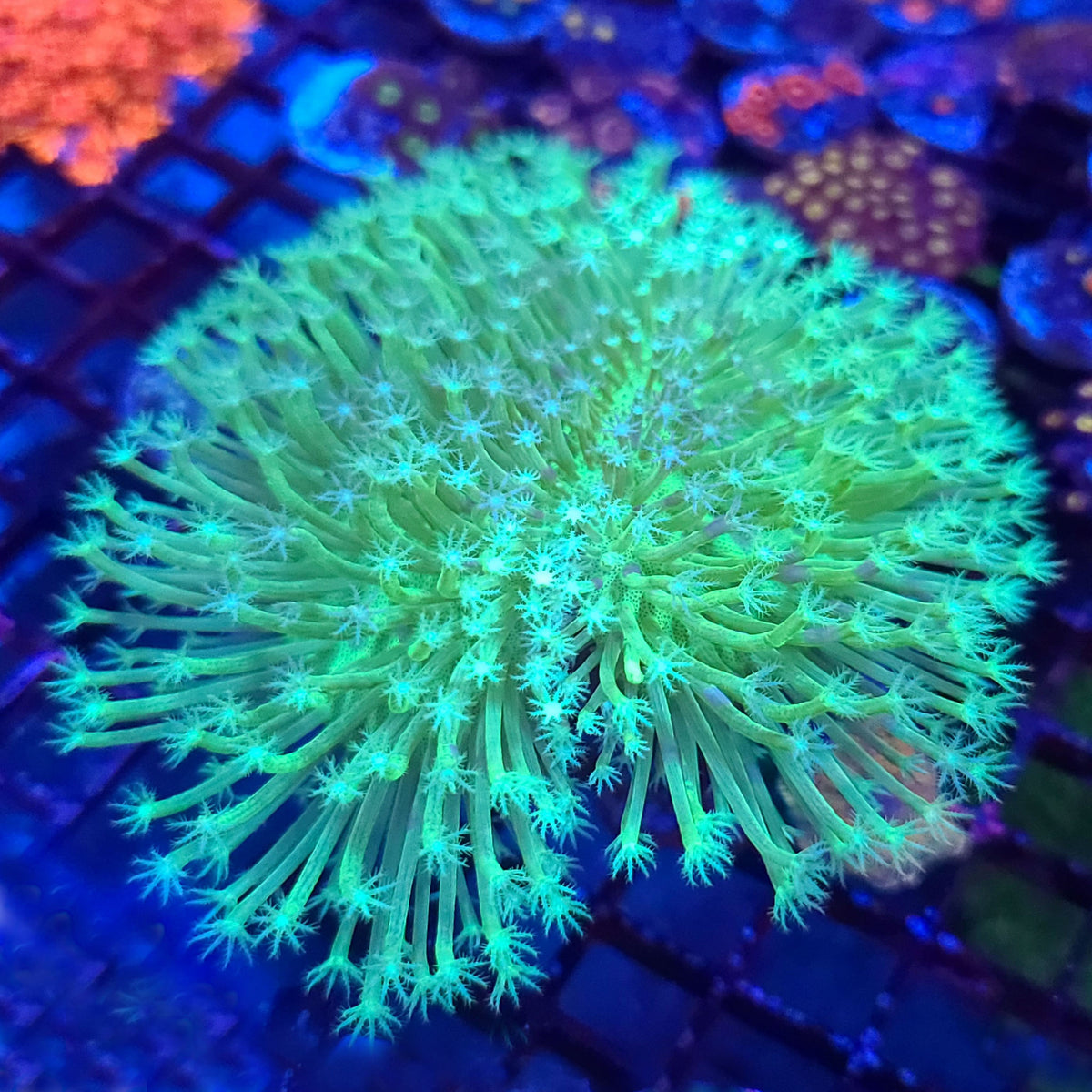 Long Polyp Green Willow Toadstool