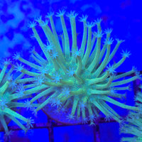 Japanese Long Polyp Green Willow Toadstool - Aquacultured Soft Coral | AJ's Aquariums