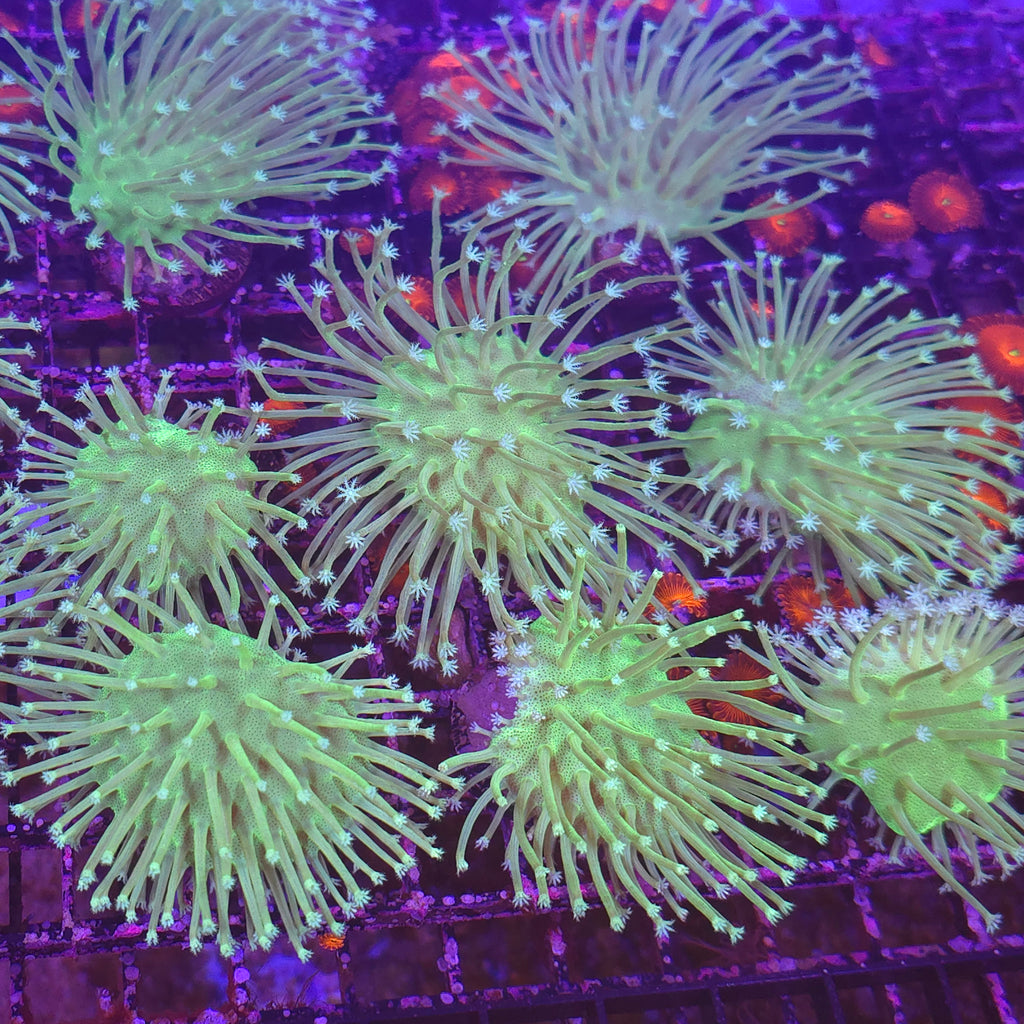 Long Polyp Green Willow Toadstool