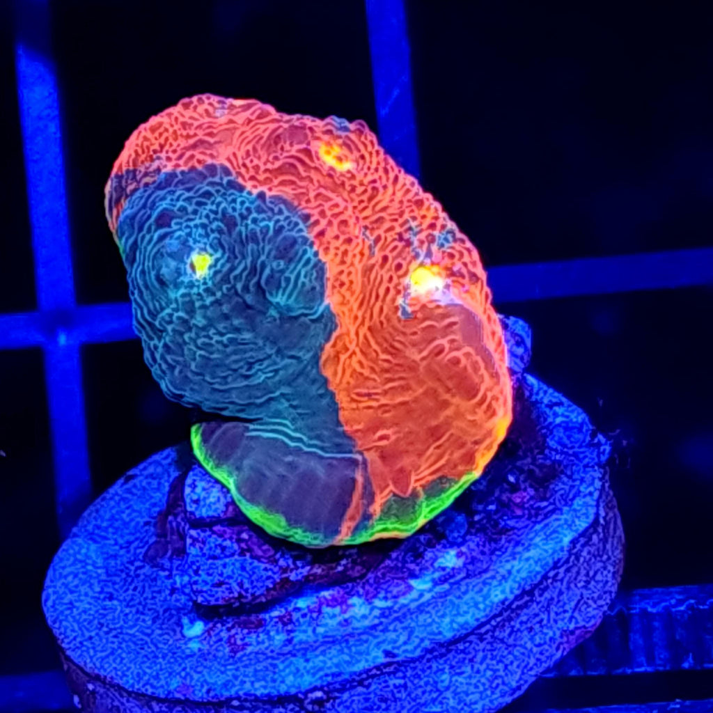 WWC Jelly Bean Rainbow Chalice