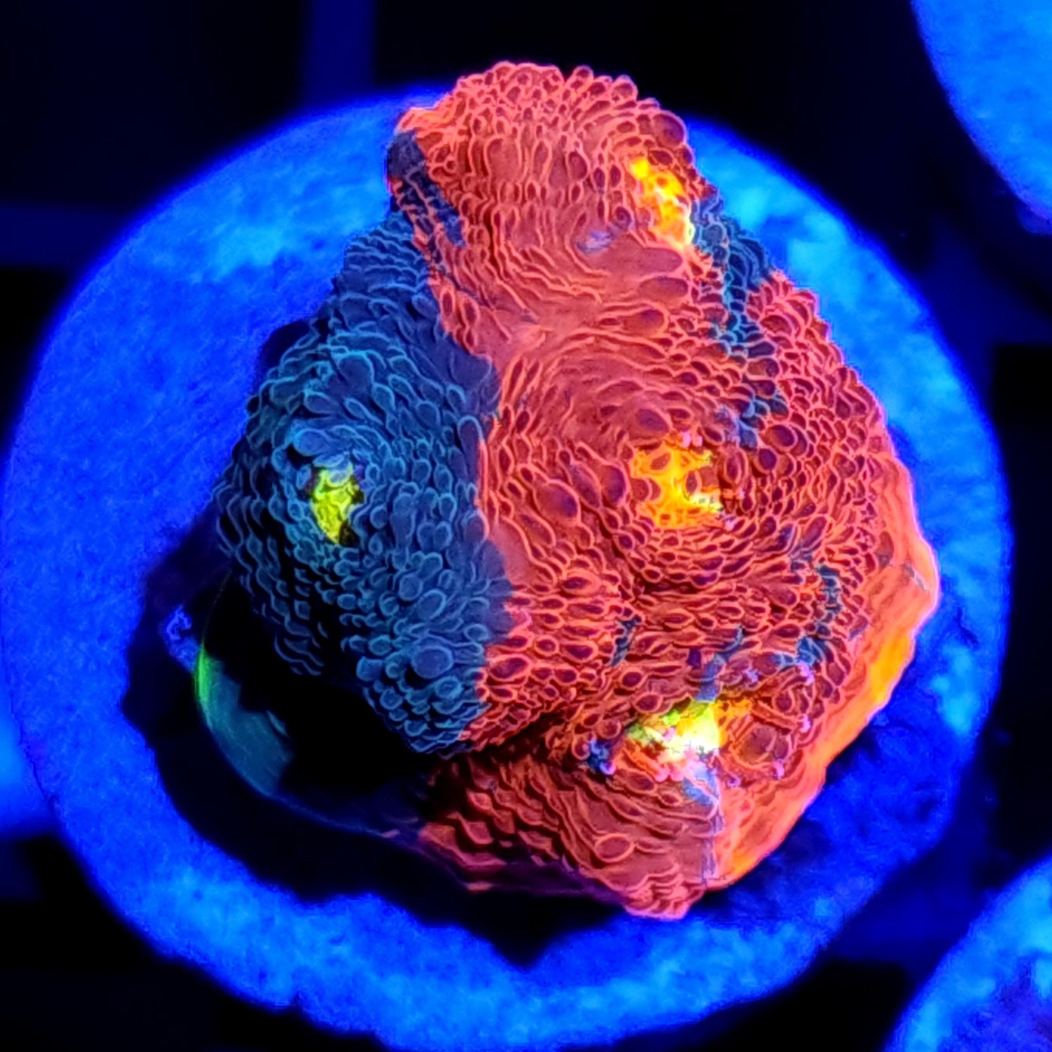 WWC Jelly Bean Rainbow Chalice
