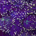 Joker Torch - Aquacultured LPS Coral | AJ's Aquariums