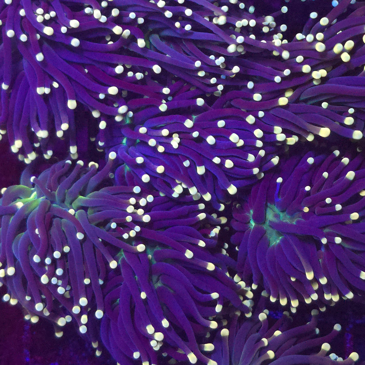 Joker Torch - Aquacultured LPS Coral | AJ's Aquariums