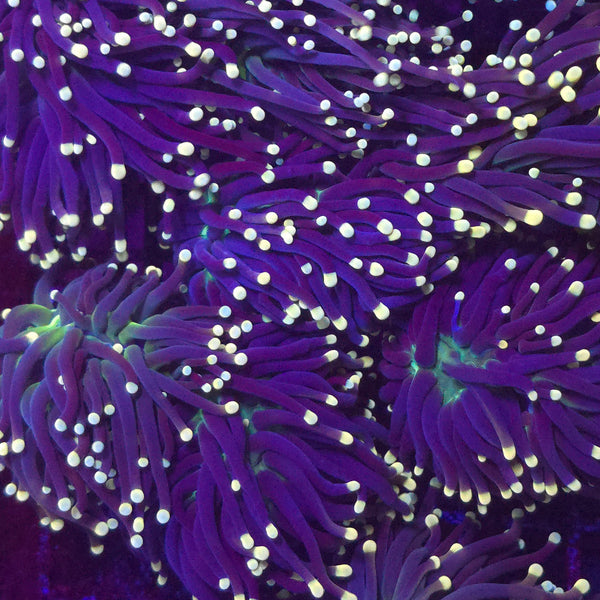 Joker Torch - Aquacultured LPS Coral | AJ's Aquariums