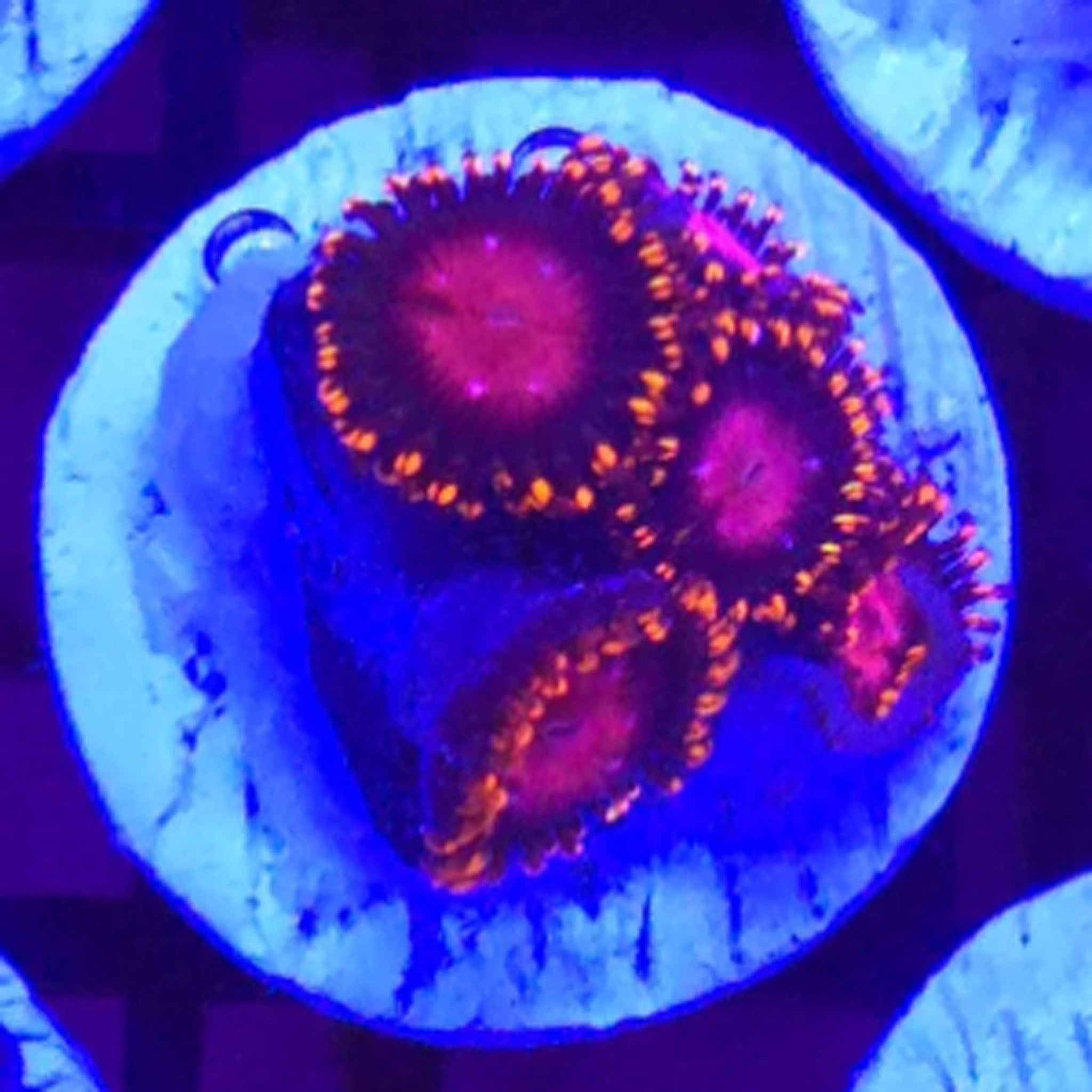 KH Sunburst Zoanthids - Aquacultured Softie Coral | AJ's Aquariums