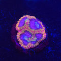 KO Burning Passion Favia WYSIWYG - Aquacultured LPS Coral | AJ's Aquariums