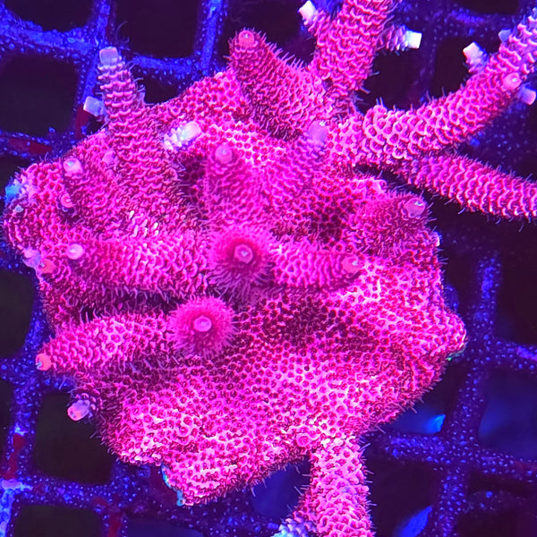 Kemper's Pink Mille Acropora