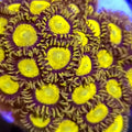 King Midas Zoanthids - Aquacultured Softie Coral | AJ's Aquariums