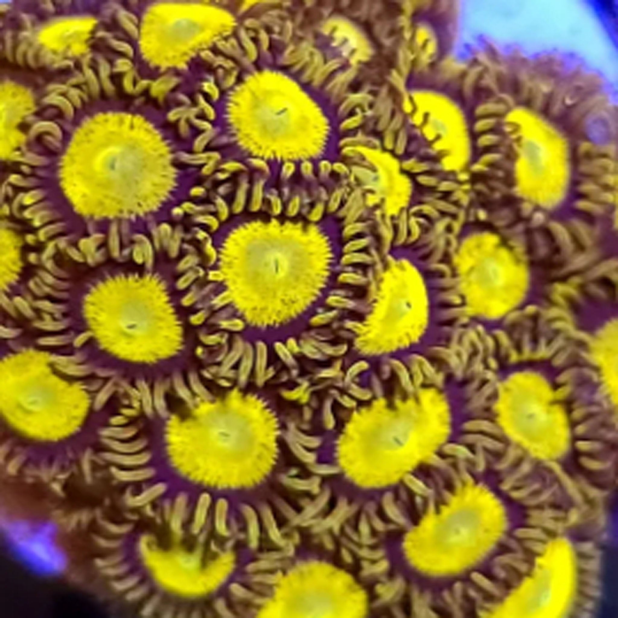 King Midas Zoanthids - Aquacultured Softie Coral | AJ's Aquariums
