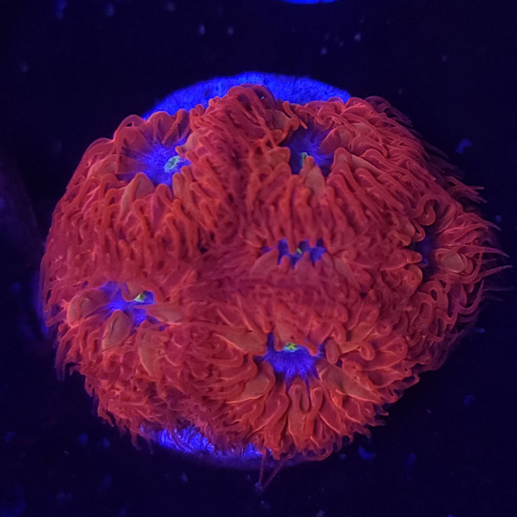LC Blue Ravens Mini Colony