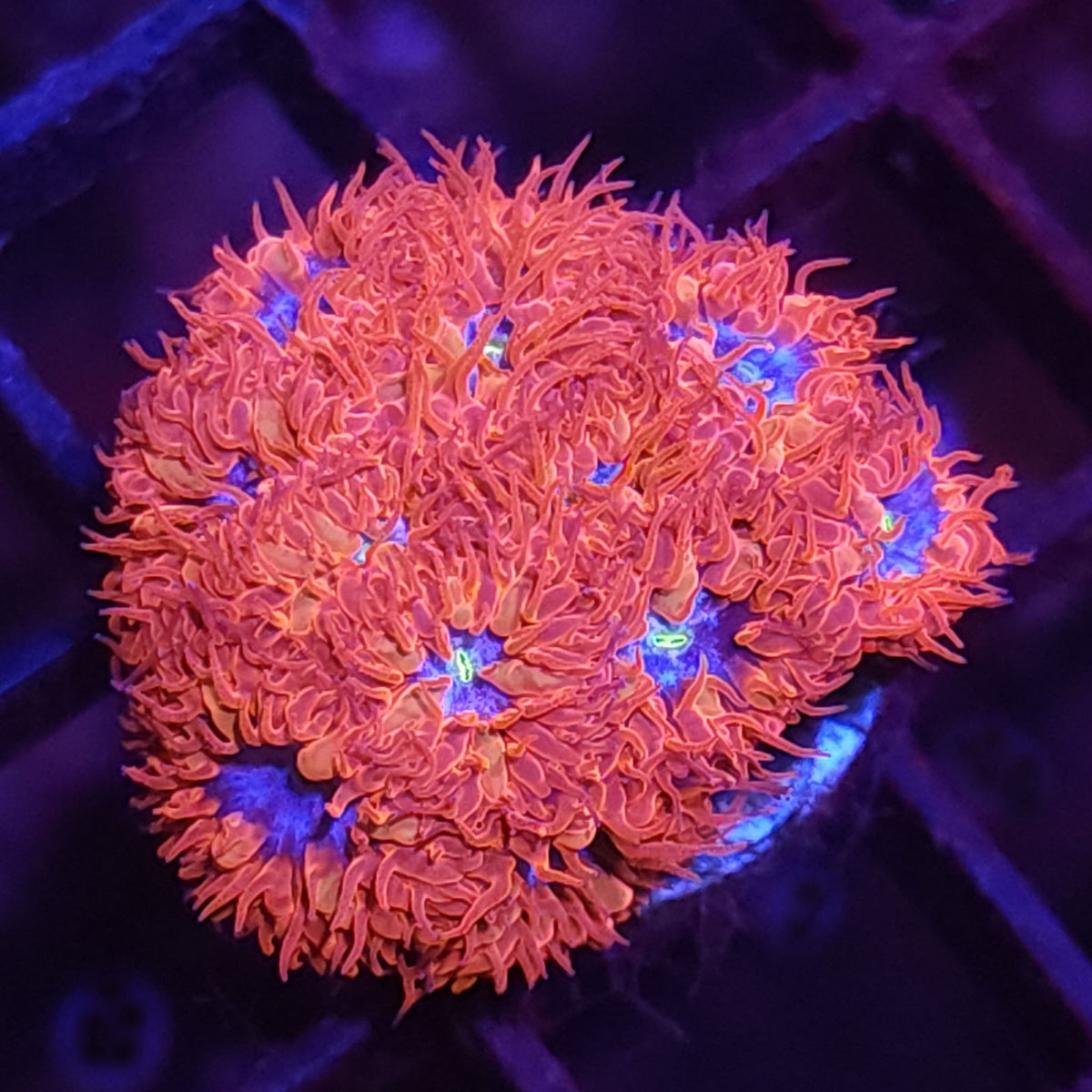 LC Blue Ravens Mini Colony