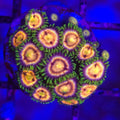 Laser Lemon Zoanthids - Aquacultured Softie Coral | AJ's Aquariums