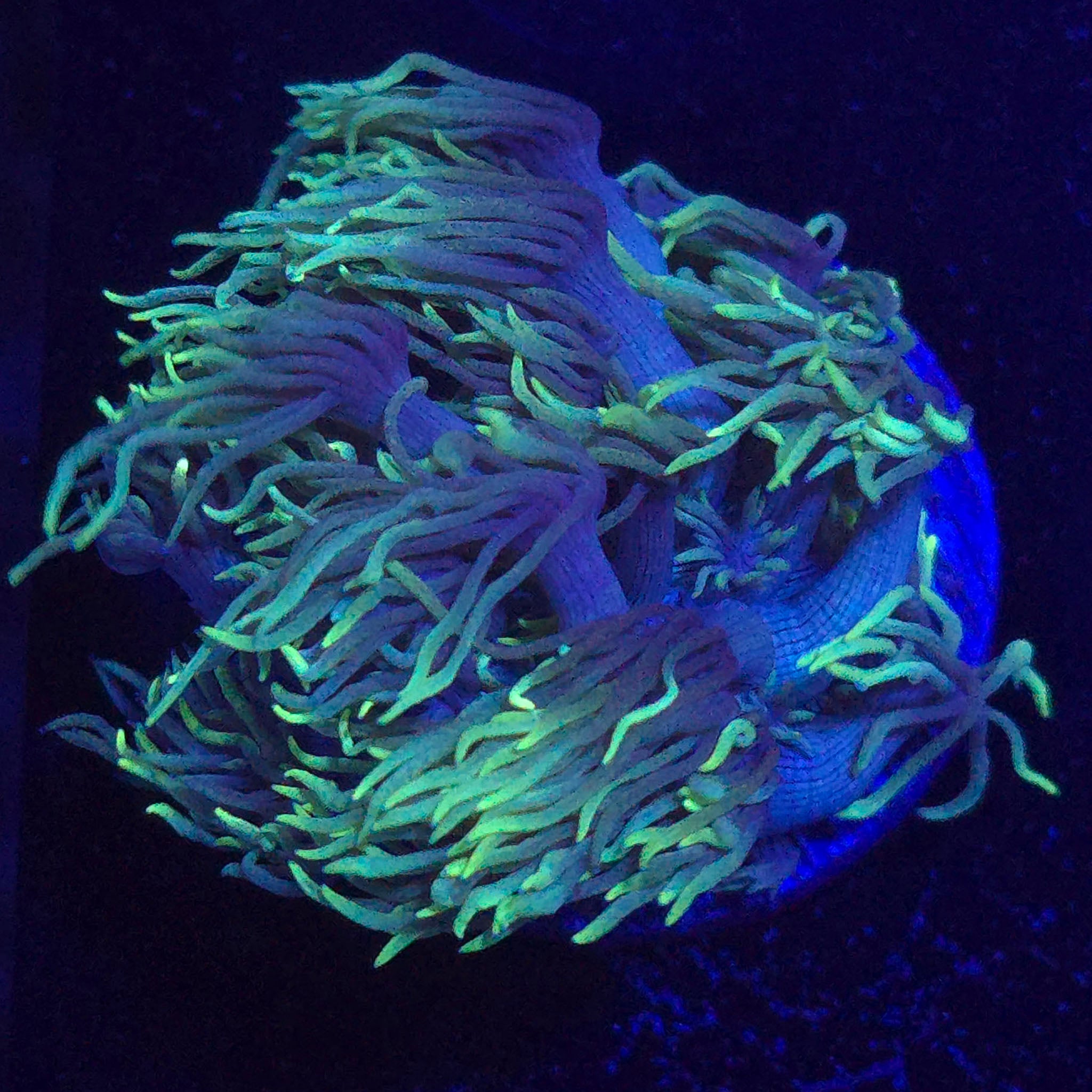 Light Green Goniopora WYSIWYG - Aquacultured LPS Coral | AJ's Aquariums