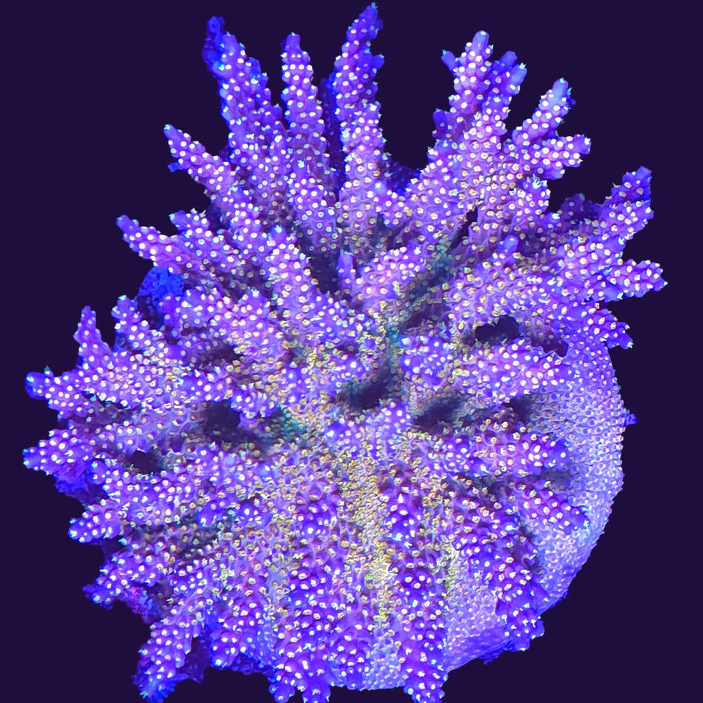 Merlin's Staff Acropora Colony - Aquacultured SPS Coral | AJ's Aquariums