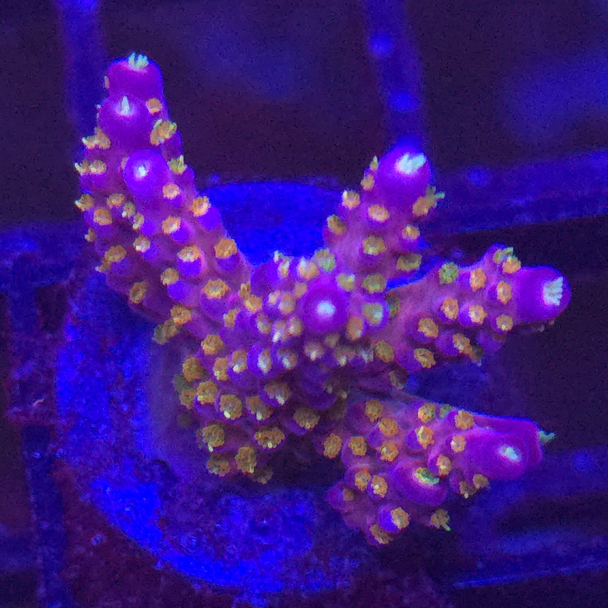 Merlin's Staff Acropora