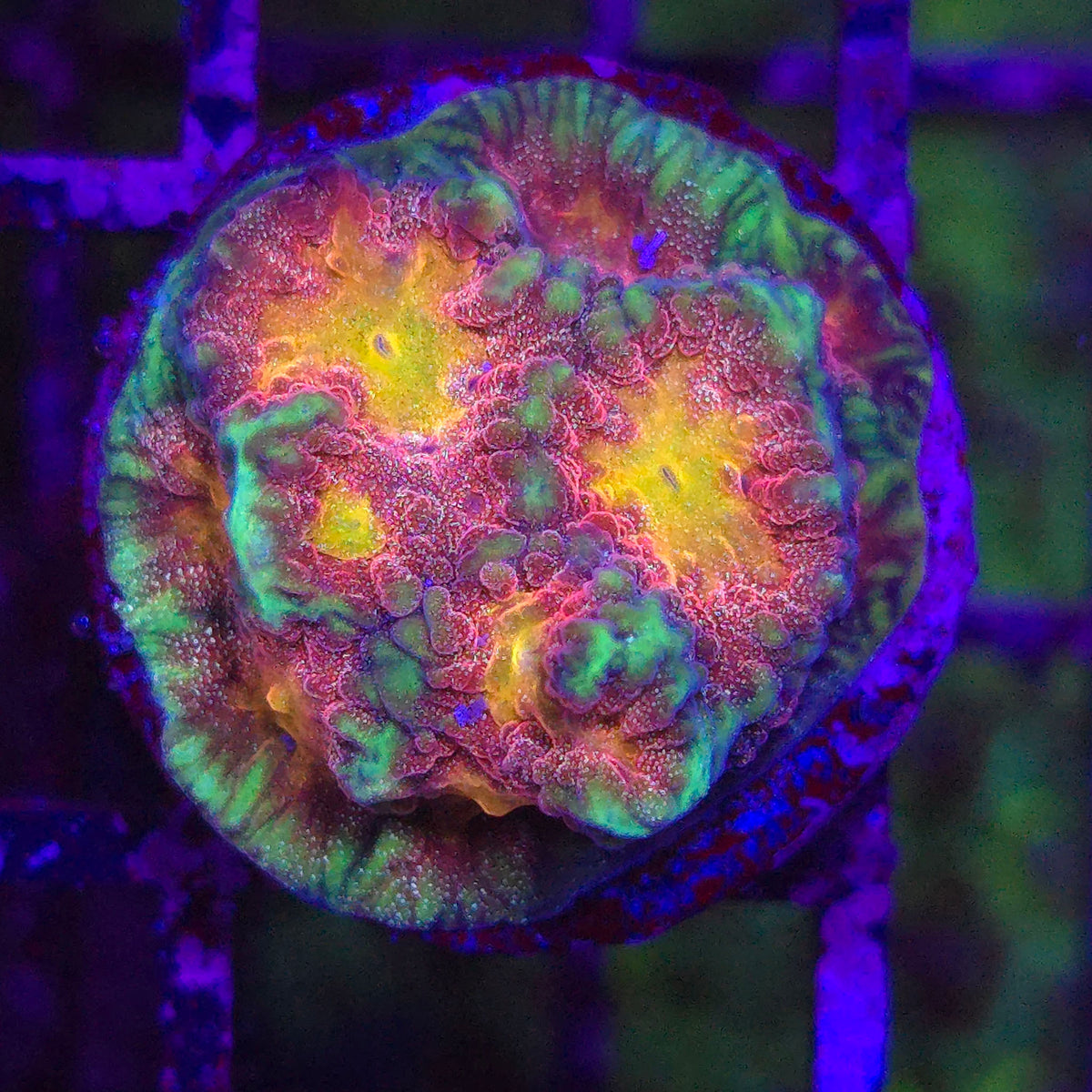 Multi Dimensional Favia - Aquacultured LPS Coral | AJ's Aquariums