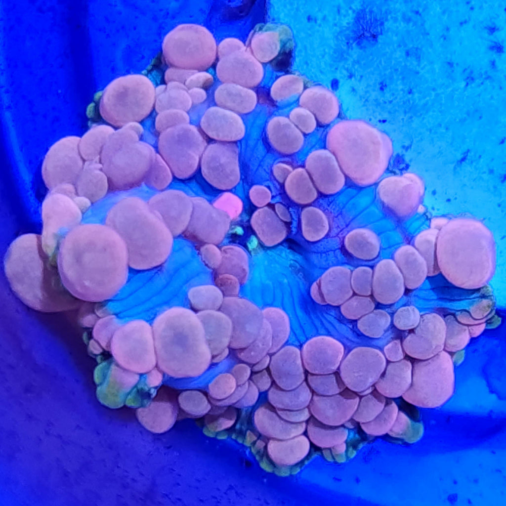 Neptune Bounce Mushroom - Aquacultured Softie Coral | AJ's Aquariums