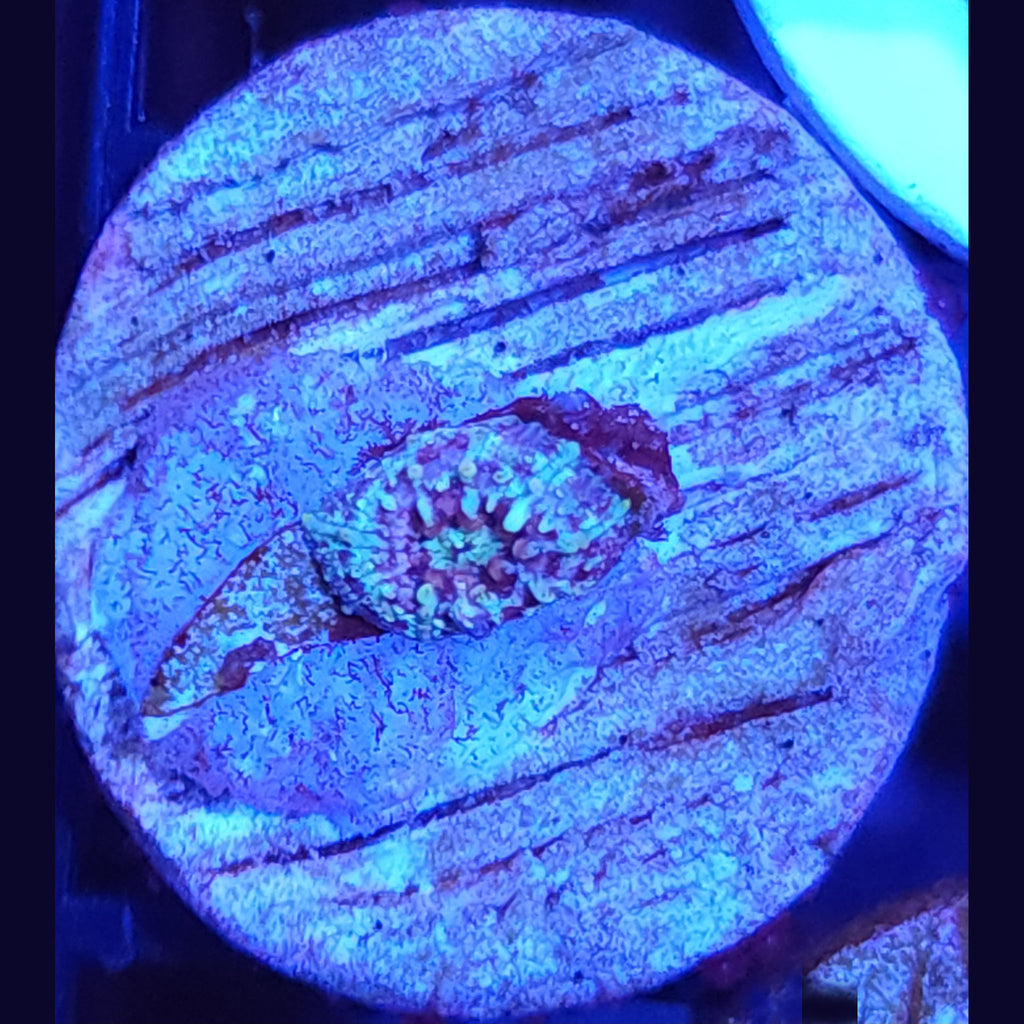 Neptune Bounce Mushroom