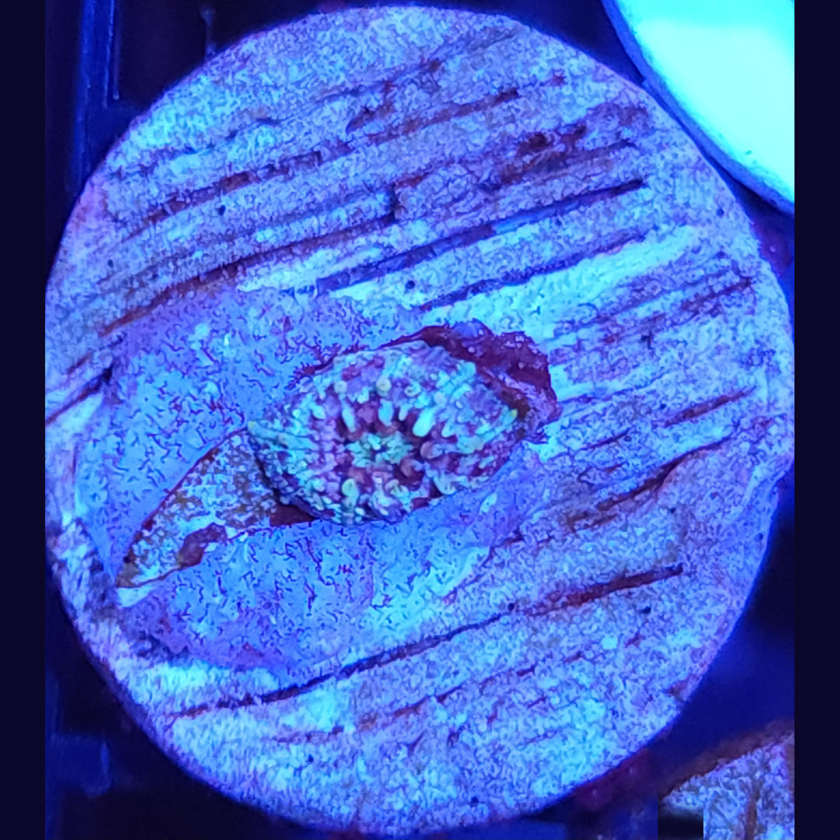 Neptune Bounce Mushroom