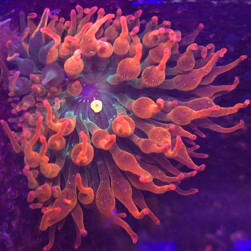 Nexus Burst Anemone (1/4 or less grafted color)