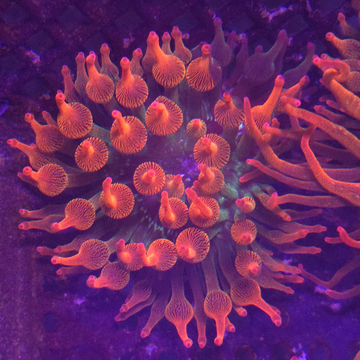 Nexus Burst Anemone (1/4 or less grafted color)