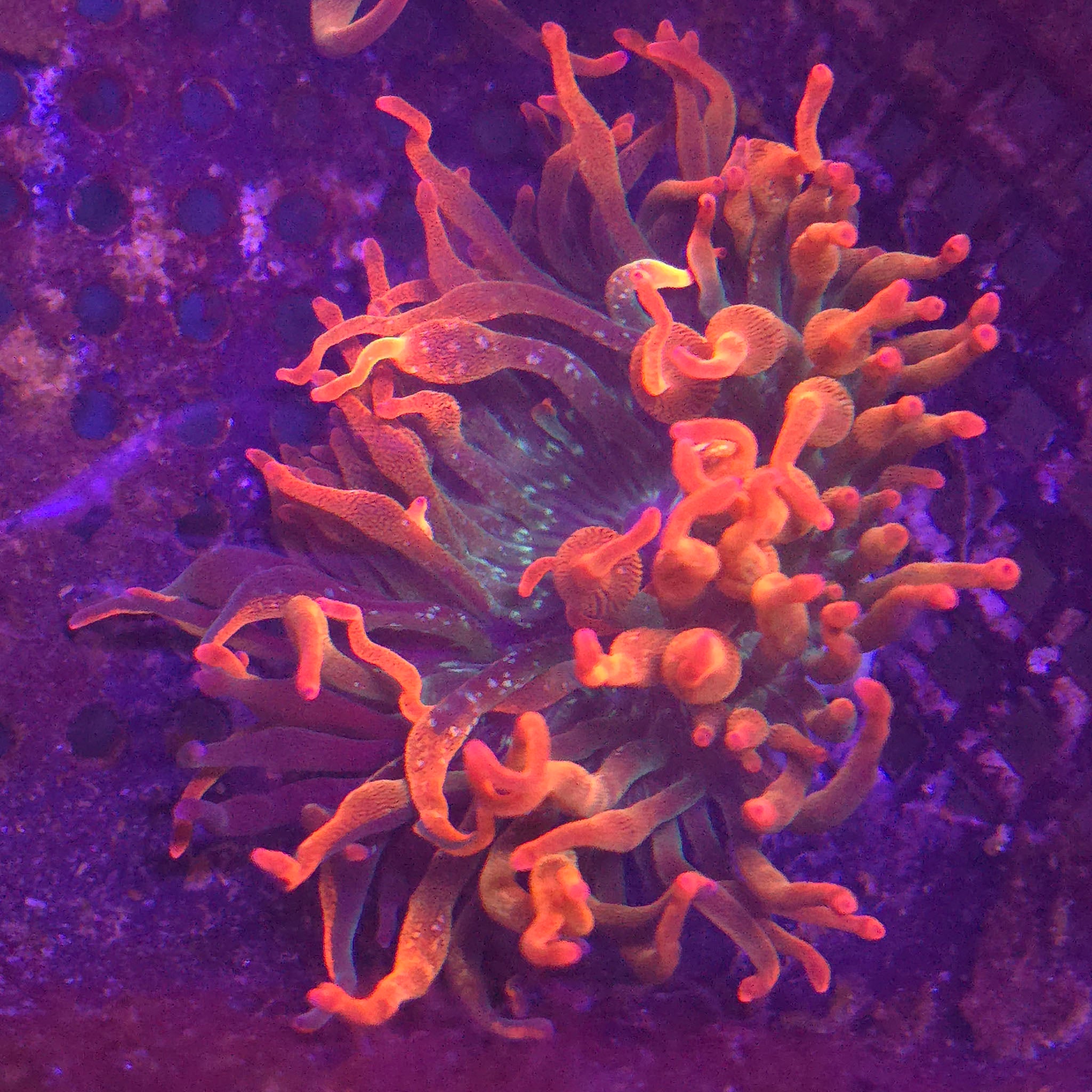 Nexus Burst Anemone (1/4 or less grafted color)