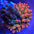 Nexus Burst Bubble Tip Anemone - Aquacultured Anemone | AJ's Aquariums